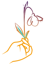 Puce Perce Neige Pyrénées